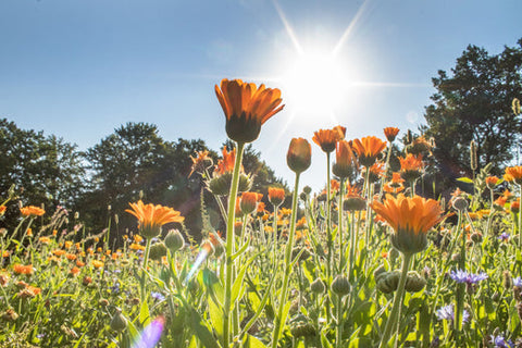 Unsere SonnenMoor Blumenwiese ist ein Fest für die Sinne!