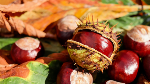 Die Rosskastanie - wertvolle Frucht des Kastanienbaumes